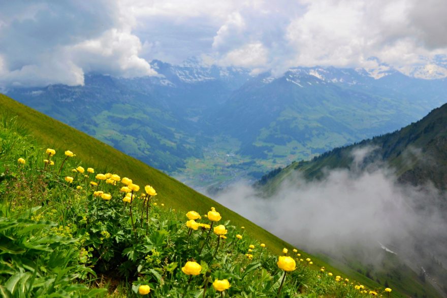 Rozkvetlé horské louky, Niesen, Švýcarsko.