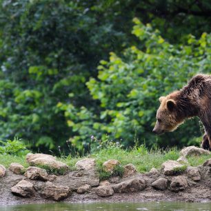 Medvědi hnědí jsou v rumunských Karpatech doma. Stejně tak další lesní zvěř.