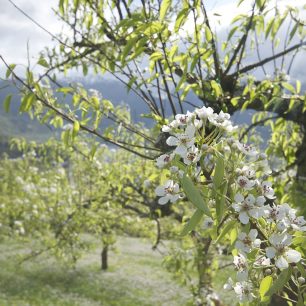 Rozkvetlé jabloně v Himachal Pradesh, Indie.