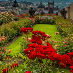 K chloubám děčínského zámku patří kromě barokní jízdárny také Růžová zahrada na severní zámecké terase – v 19. století jedno z nejznámějších rozárií v habsburské monarchii. 