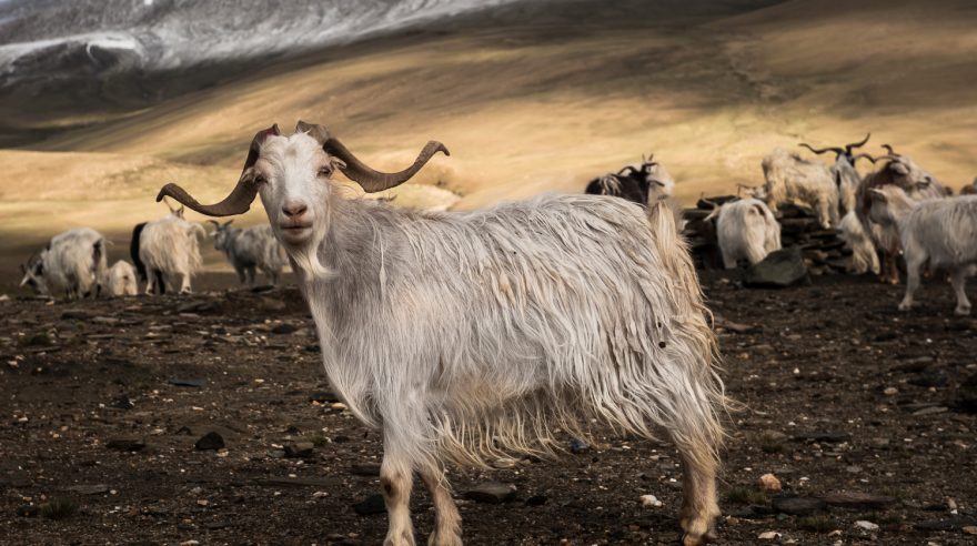 Darováním kozy přispějete chudým Tibeťanům k udržení jejich nomádských tradic