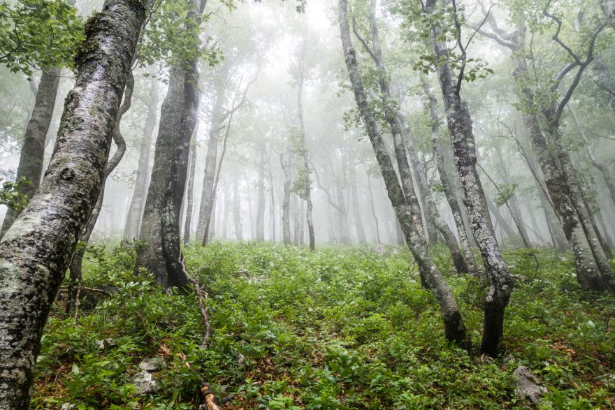 Trail Via Dinarica protíná podhůří Julských Alp ve Slovinsku, pohoří Velká Kapela a Velebit v Chorvatsku, Dinárské Alpy Bosny a Hercegoviny a Prokletije v Černé Hoře a Albánii. V budoucnu je plánováno protažení treku do Kosova a Makedonie. 