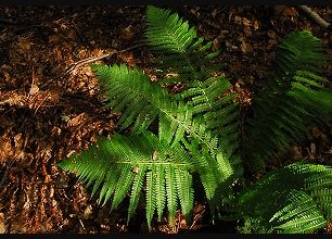 Kozí vrch - labská vyhlídka