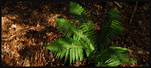 Kozí vrch &#8211; labská vyhlídka
