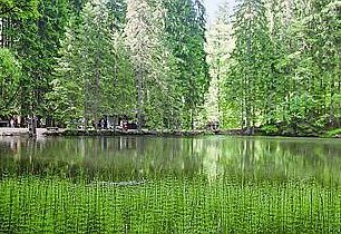 Boubín a jeho prales