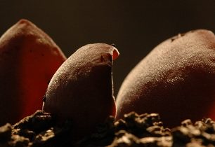 Bolcovitka - zimní houbaření