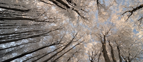 Jiřetín pod Jedlovou: Stříbro i rozhledna