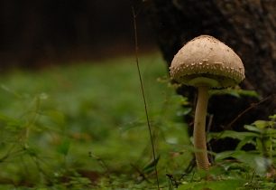 Orlické hory:  od rozhledny k Boudě