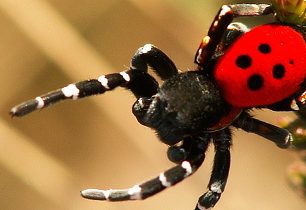 Vysoký Tok - neznačená cesta