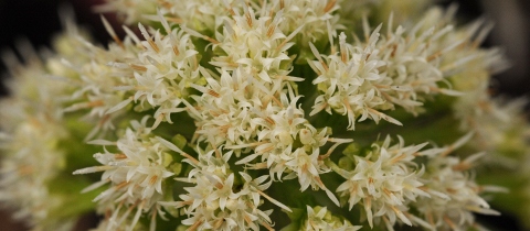 Na skalách &#8211; rezervace i lanové centrum