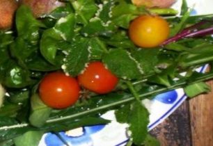 Na čem si pochutnat v českých lesích a loukách? + VIDEO