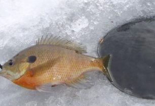 Jak si v zimě vylovit něco k jídlu