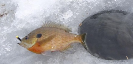 Jak si v zimě vylovit něco k jídlu