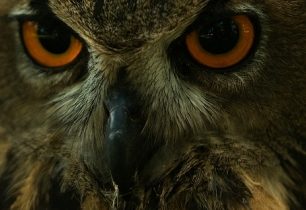 Svatokřížský národní park: nejstarší kameny v Evropě