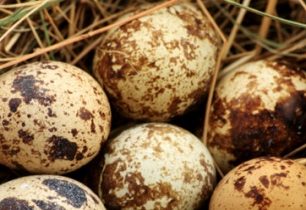 Jak připravit vejce bez pánve? + VIDEO