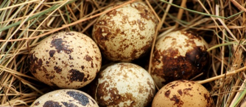 Jak připravit vejce bez pánve? + VIDEO