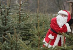 A jak kácíte vánoční stromek vy? + VIDEO