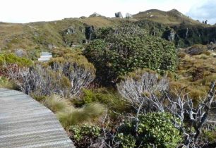 Dálný jih Nového Zélandu, divočina na Humpridge tracku