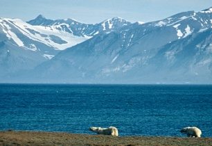 Lední medvěd ze Zlého rohu