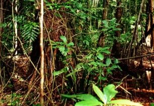 Ztracen v pralese - bloudění na Jamajce