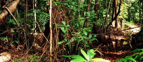 Ztracen v pralese &#8211; bloudění na Jamajce