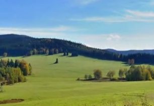 Smrk v Rychlebských horách