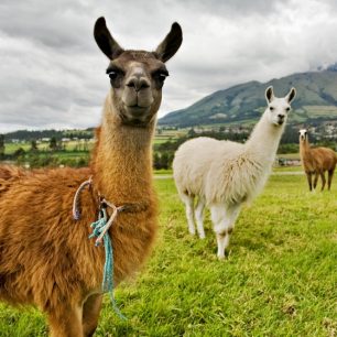 NE 17:30 - 19:00 (sál praktických workshopů) Latinská Amerika: moderovaná diskuse