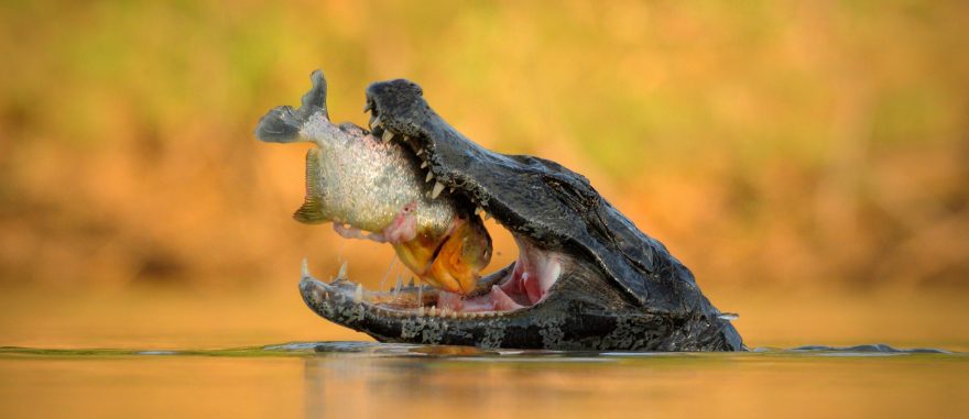 Ondřej Prosický: Tropickou přírodou