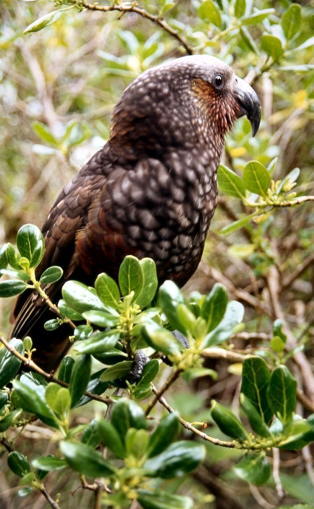 Papoušek Kaka, konkrétně jeho severoostrovní forma. Vzácnější příbuzný dalšího z novozélandských symbolů - horského papouška Kea