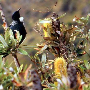 Tui bývá viděn obvykle pasoucí se&quot; na květech rudých flaxů, typický je také jeho klouzavý let a rozšířen je po obou ostrove