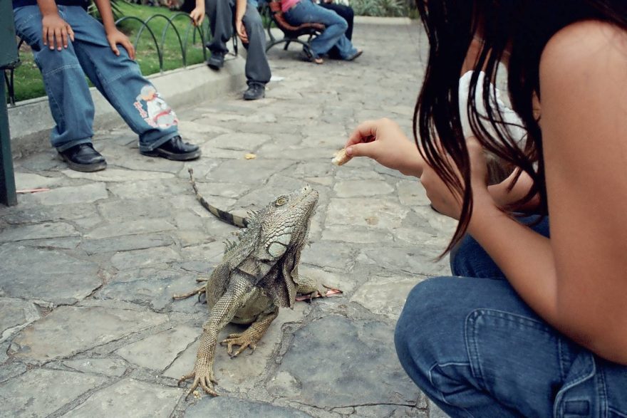 Ještěři z centra Guayaquilu se nechají krmit z ruky