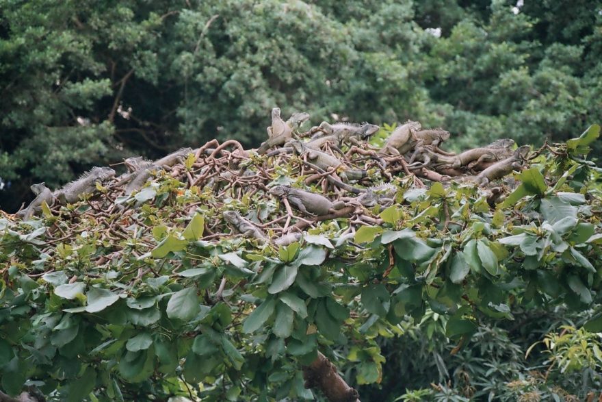 Koruna stromu, který jsme překřtili na „ještěrkovník“, neradno procházet pod ním...
