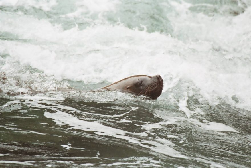 Lvoun u břehů Islas Ballestas