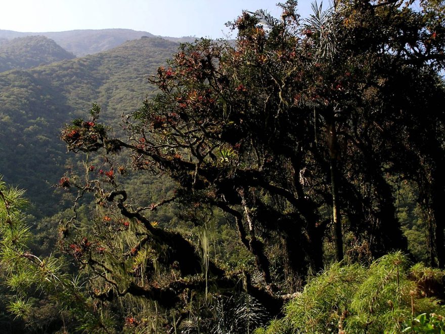 Salkantay trek - pralesní vegetace u Rio Teresa