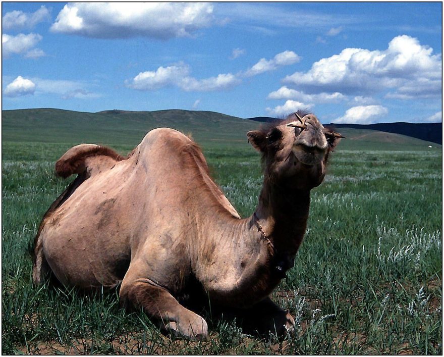 Velbloud