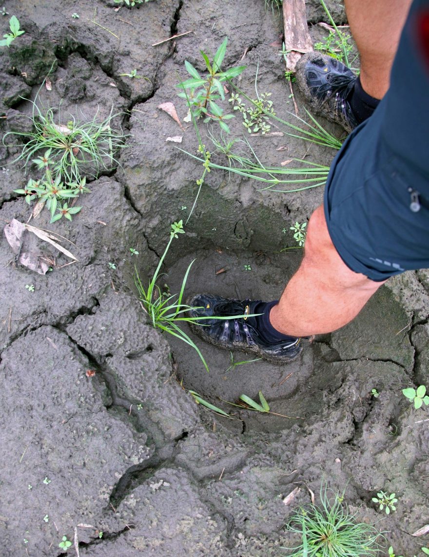 Sloní stopy v bahně