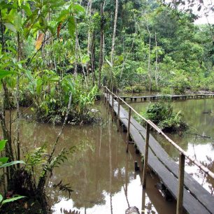 Průchod amazonskou džunglí