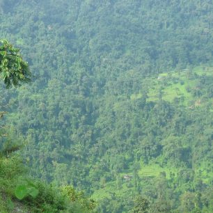 Bhútánský prales v okolí Pashaky