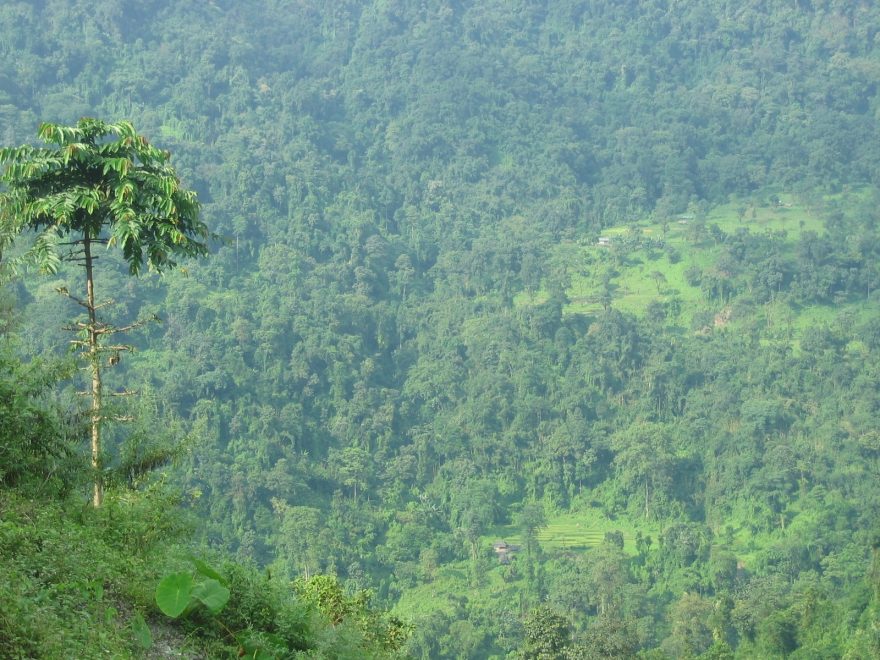 Bhútánský prales v okolí Pashaky