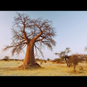 Baobab na Kubu Island, Bostwana