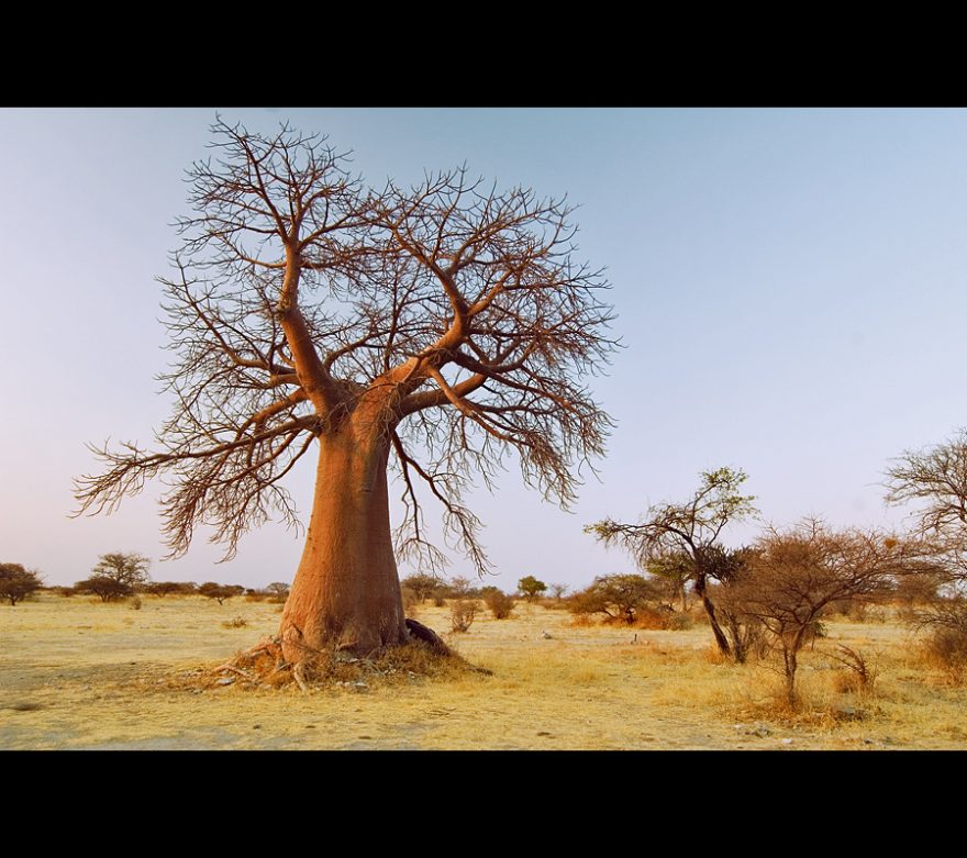 Baobab na Kubu Island, Bostwana