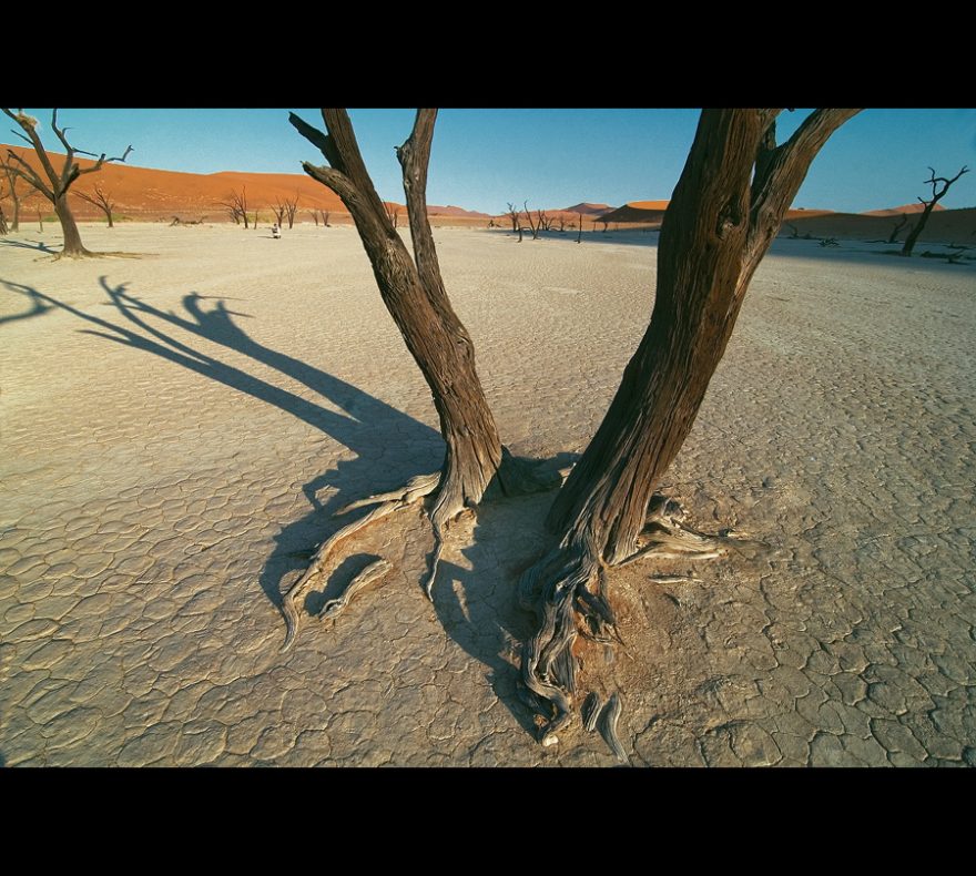 Vyschnuté 500 let staré stromy v údolí Deadvlei, Namibie