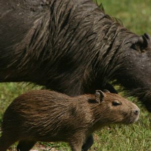 Kapybara s mládětem, Argentina