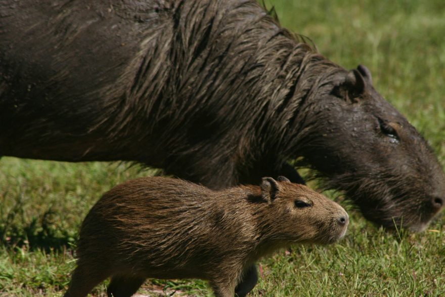 Kapybara s mládětem, Argentina