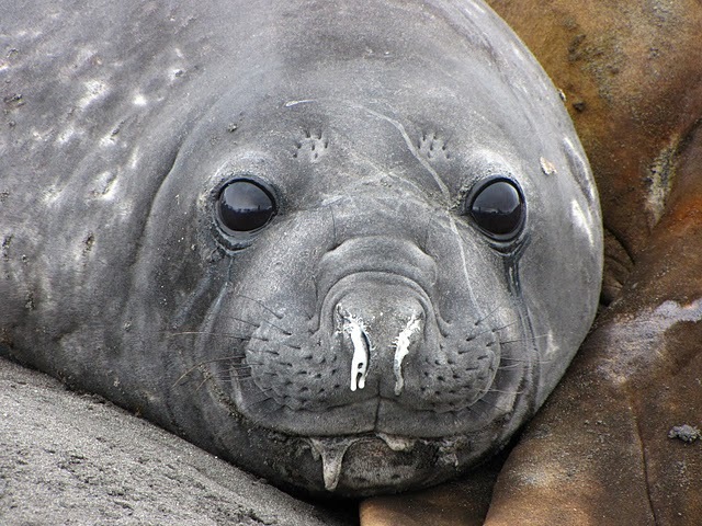 Mládě sloního tuleně (Elephant seal), Antarktida
