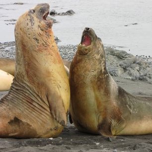 Přátelské haštěření sloních tuleňů (Elephant seal), Antarktida