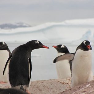 Tučňáci Gentoo, Antarktida