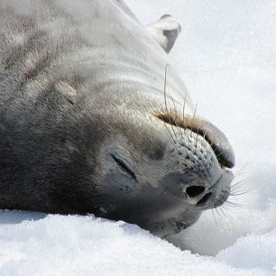 Tulenní mládě, Antarktida