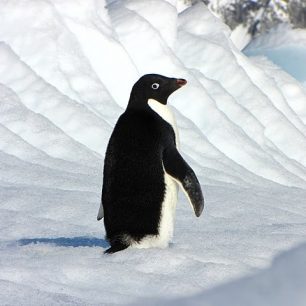 Tučňák Adelie, Antarktida