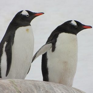 Tučňáci Gentoo, Antarktida